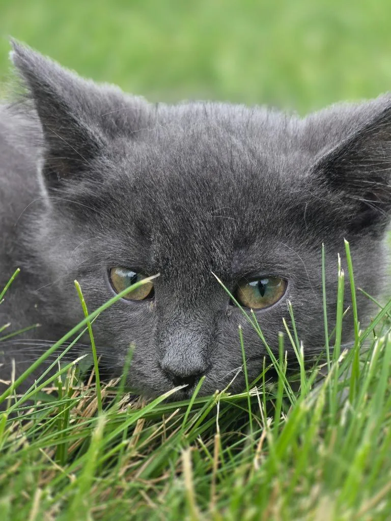 A baby small-sized male Domestic Short Hair cat named Segal for adoption in Huntington, IN