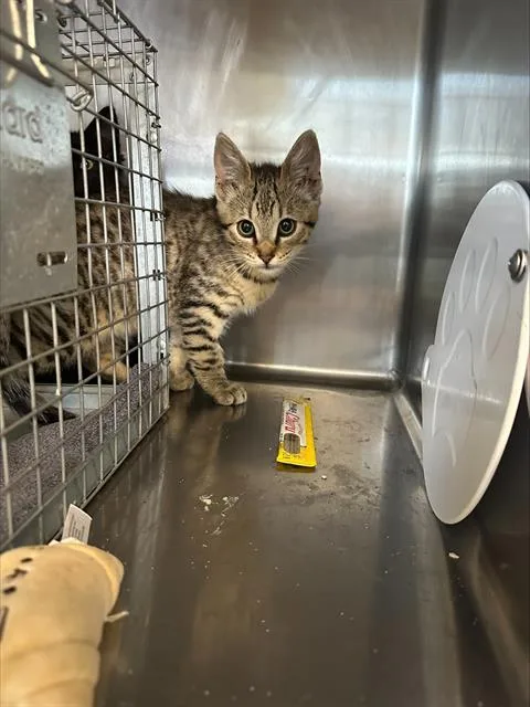 A baby small-sized male Domestic Short Hair cat named Wheaton for adoption in Santa Cruz, CA