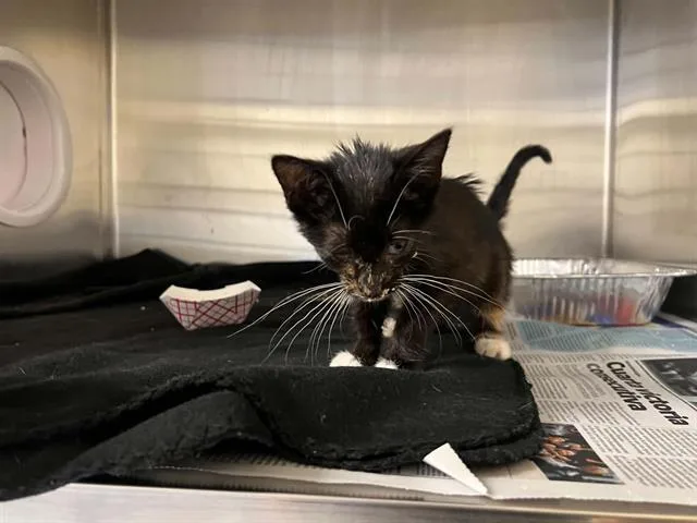 A baby small-sized female Domestic Short Hair cat named Shani for adoption in Tustin, CA