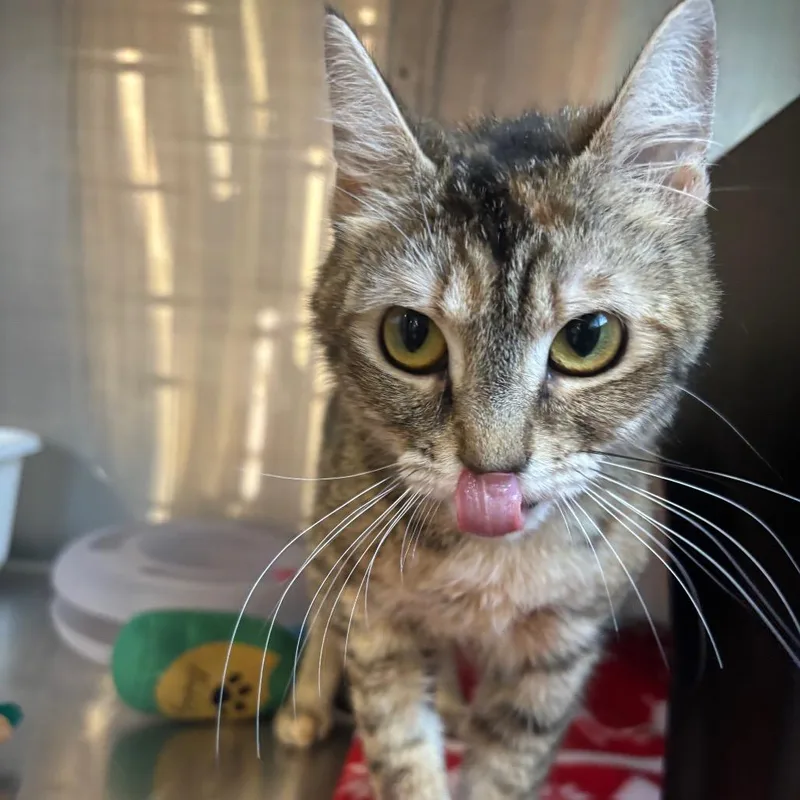 A young medium-sized female Brown / Chocolate Domestic Short Hair cat named Tia for adoption in Spokane, WA