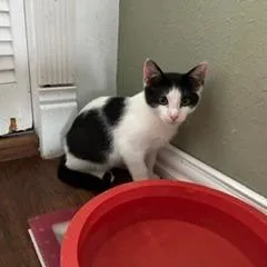 A baby small-sized male White Domestic Short Hair cat named Snickers for adoption in Livingston, TX