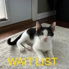 Snickers thumbnail 2