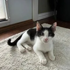Snickers thumbnail 3