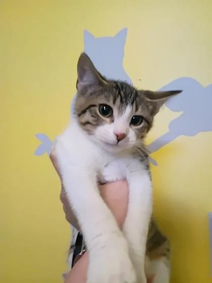 A young small-sized male Domestic Short Hair cat named Bobby for adoption in Beatrice, NE