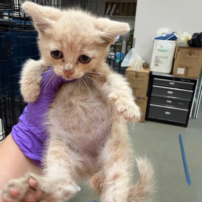 A baby small-sized female Buff / Tan / Fawn Domestic Short Hair cat named Kimchi for adoption in Westminster, CA