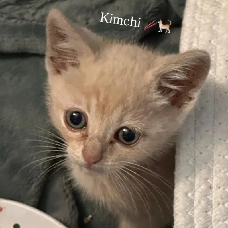 Kimchi thumbnail 4