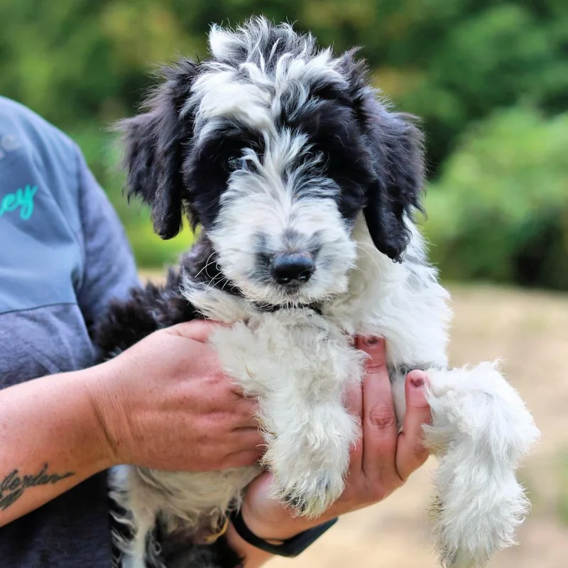 A baby medium-sized male Aussiedoodle dog named CT Apollo avail Sep for adoption in Eastford, CT