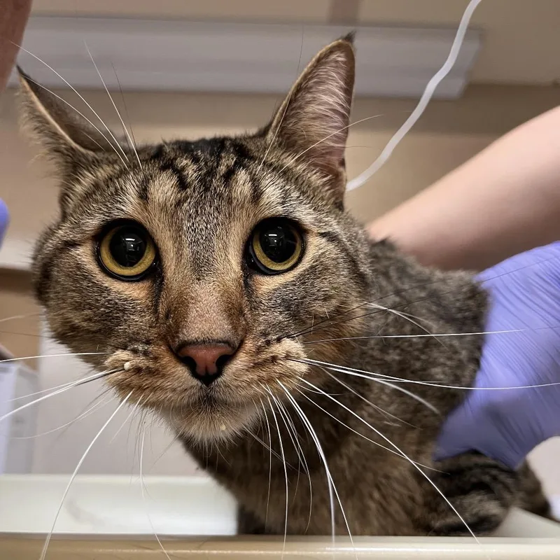 An adult large-sized male Domestic Short Hair cat named Jb for adoption in Las Vegas, NV