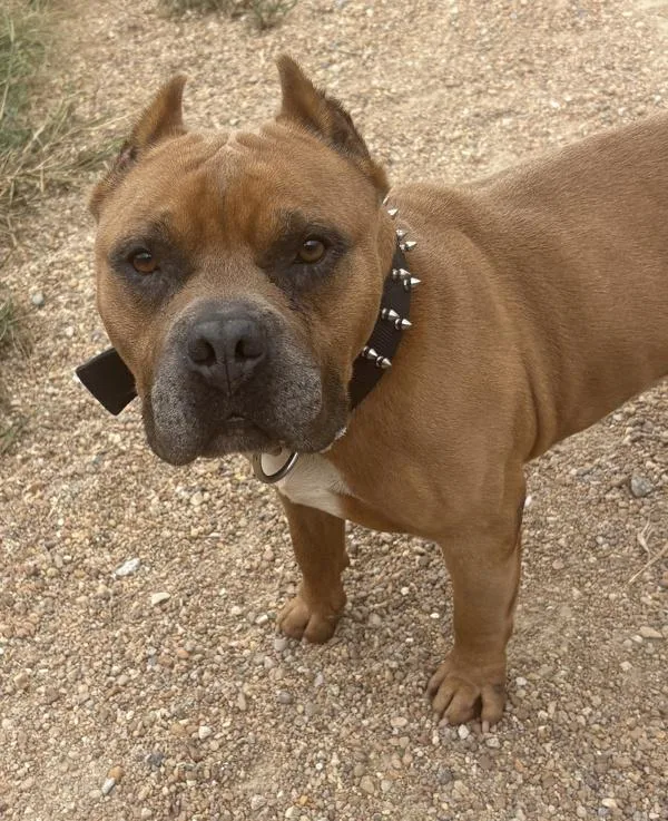 An adult small-sized male Pit Bull Terrier dog named TBird for adoption in Virginia Beach, VA