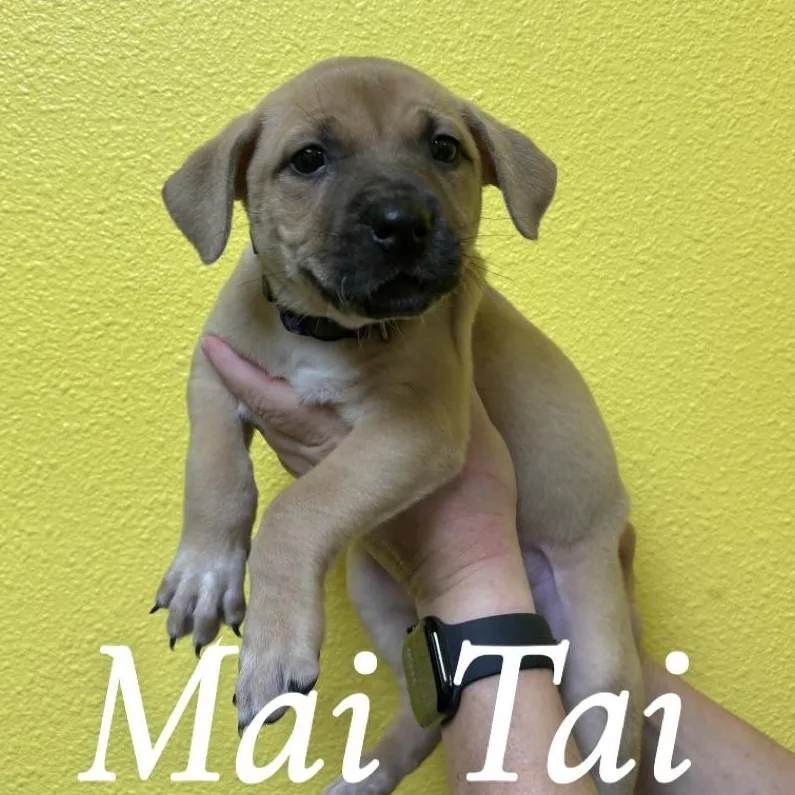 A baby medium-sized female Golden Pit Bull Terrier dog named Mai Tai for adoption in Woodland, CA