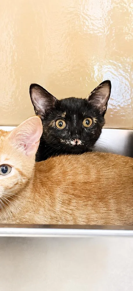 A baby small-sized female Domestic Short Hair cat named Myrtle for adoption in Carrollton, VA