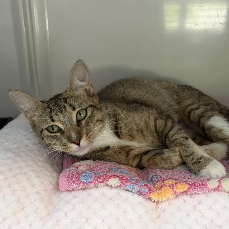 A young medium-sized female Brown / Chocolate Domestic Short Hair cat named Willow for adoption in Greensboro, GA