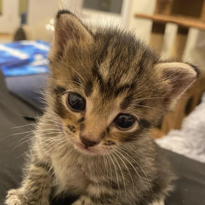 A baby small-sized female Brown / Chocolate Domestic Short Hair cat named Zenebe Purple Collar for adoption in Fairfax Station, VA