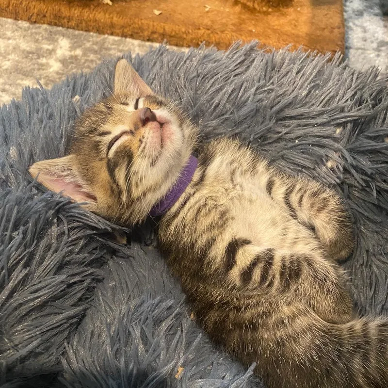 Zenebe Purple Collar thumbnail 5
