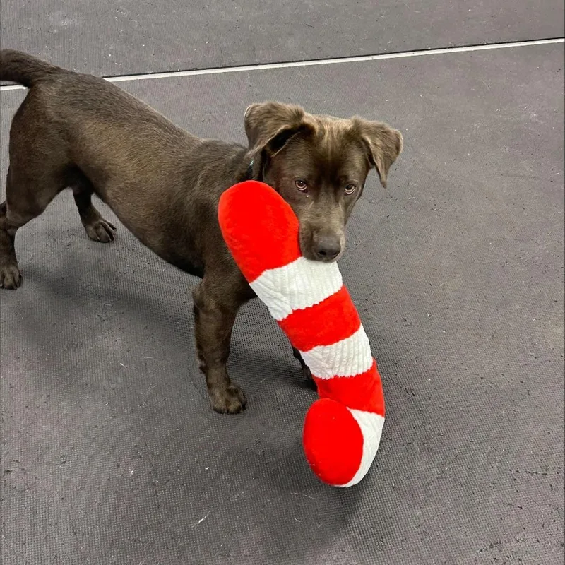 An adult medium-sized male Gray / Blue / Silver Mixed Breed dog named Odie for adoption in New York, NY