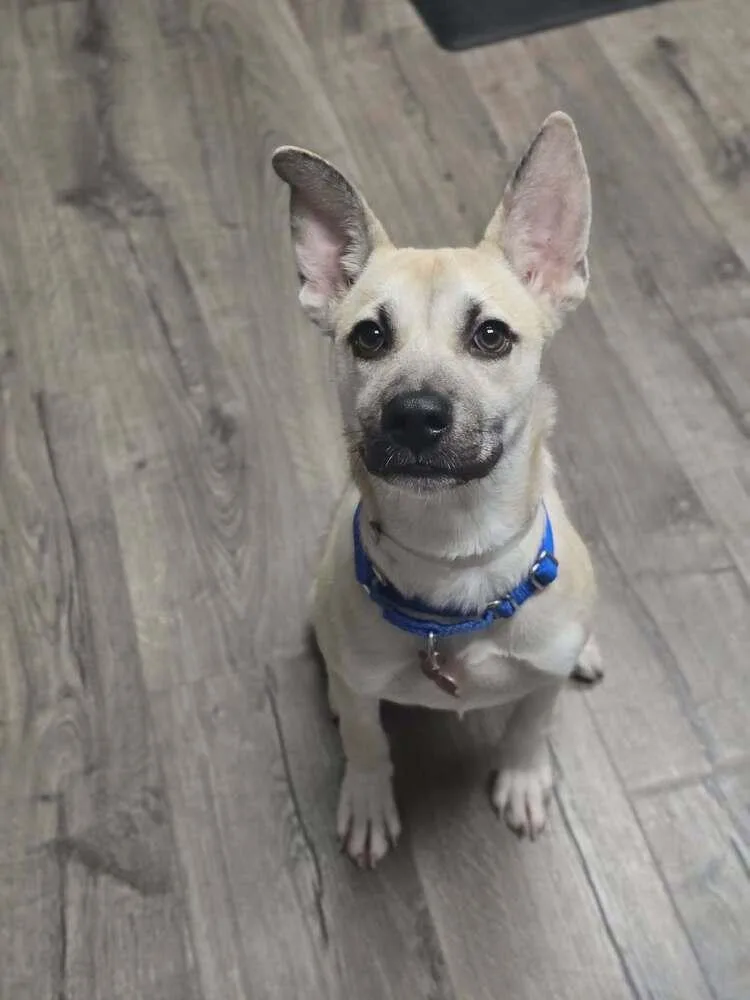 A baby medium-sized female German Shepherd Dog dog named Luna for adoption in Sedalia, CO