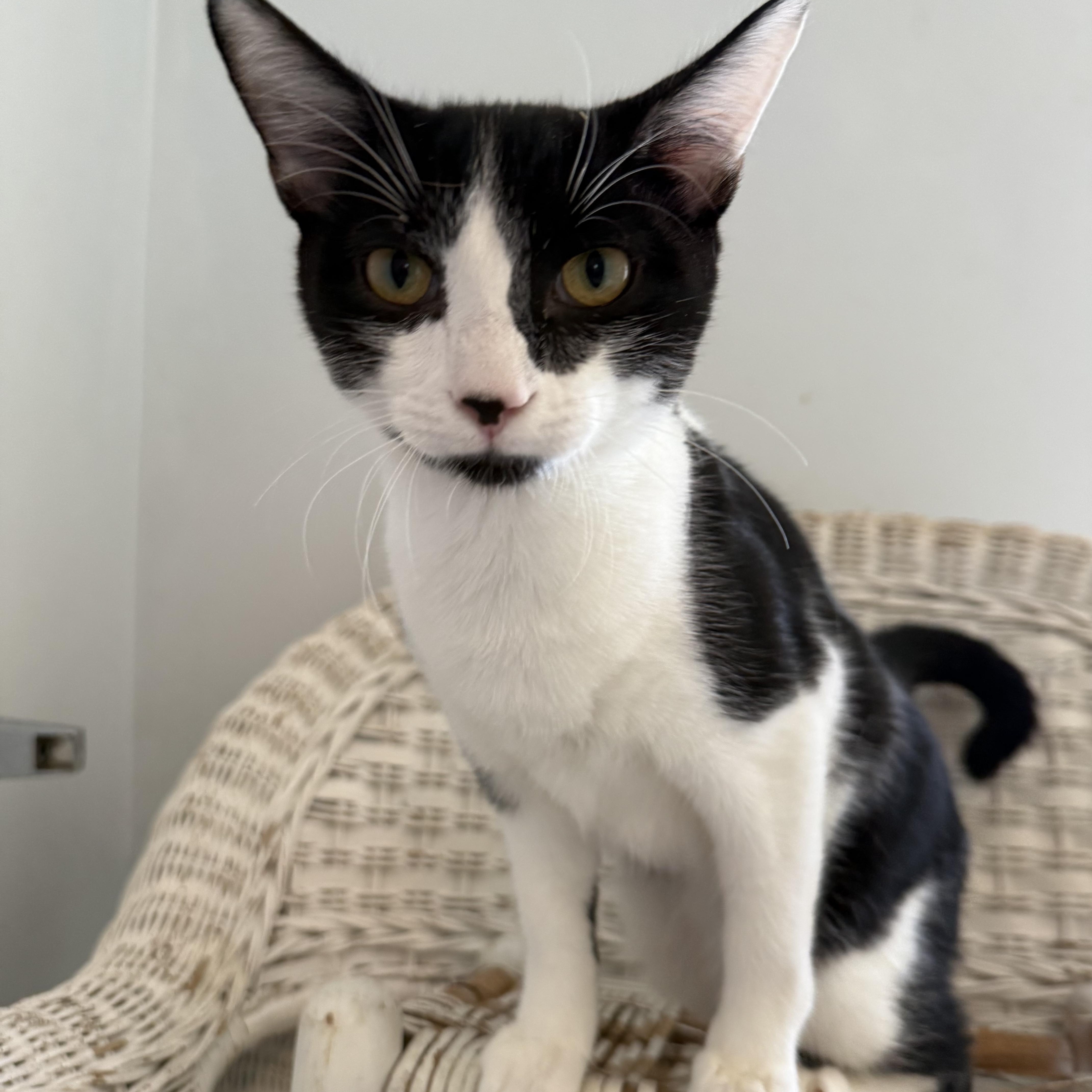 A young large-sized male Domestic Short Hair cat named Ramano for adoption in Pittsboro, NC