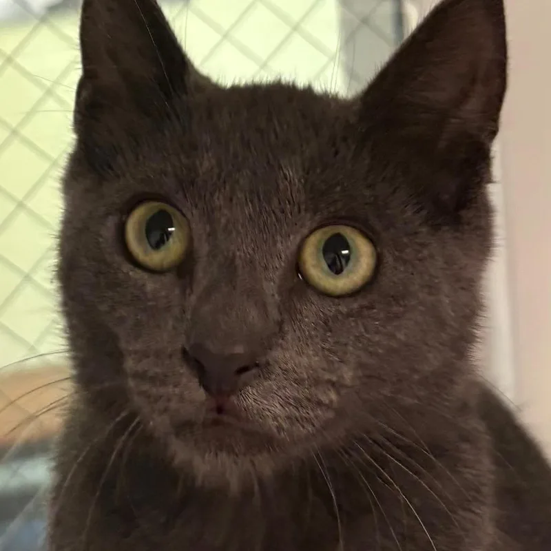 A baby small-sized male Gray / Blue / Silver Domestic Short Hair cat named Theo for adoption in East Hanover, NJ
