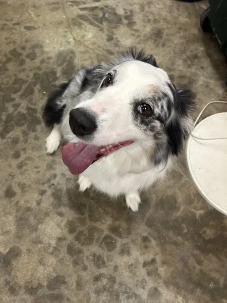 Toby