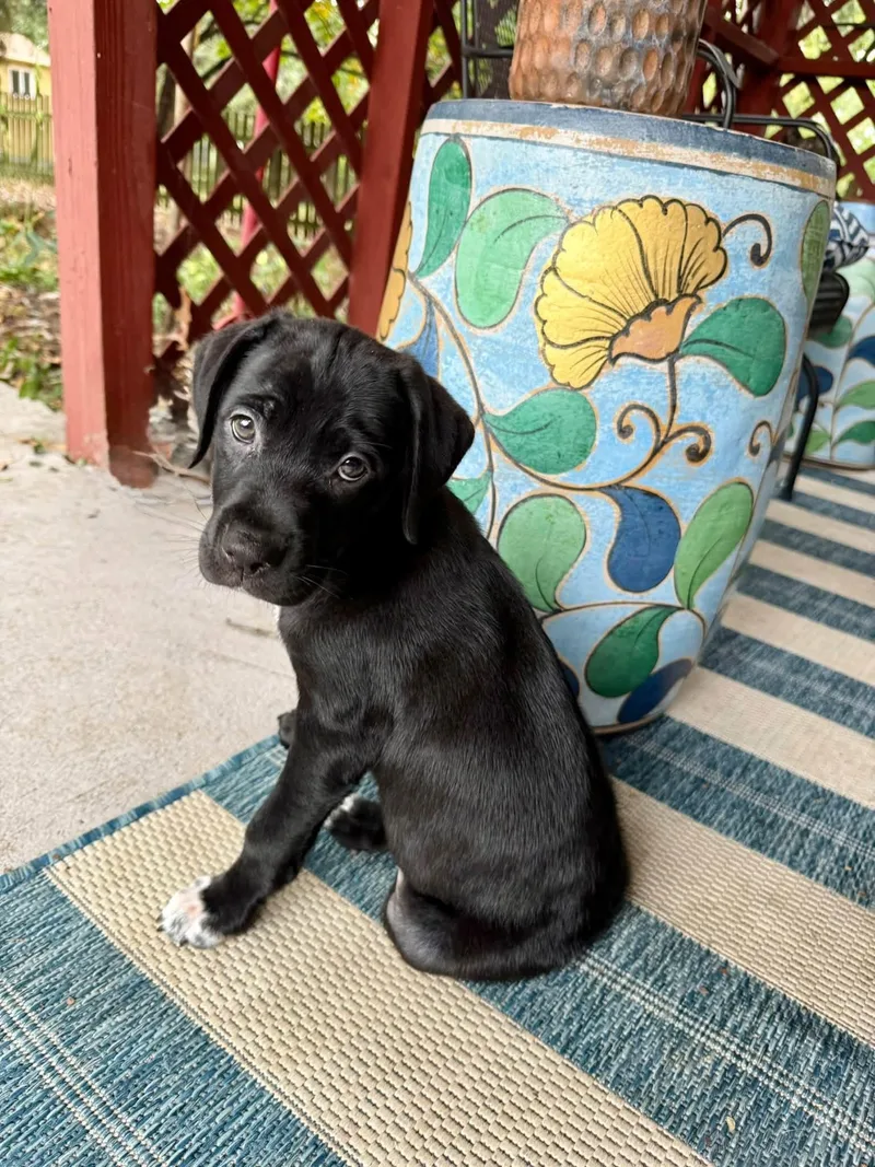 A baby medium-sized female Black Labrador Retriever dog named Marilyn for adoption in Columbia, MO