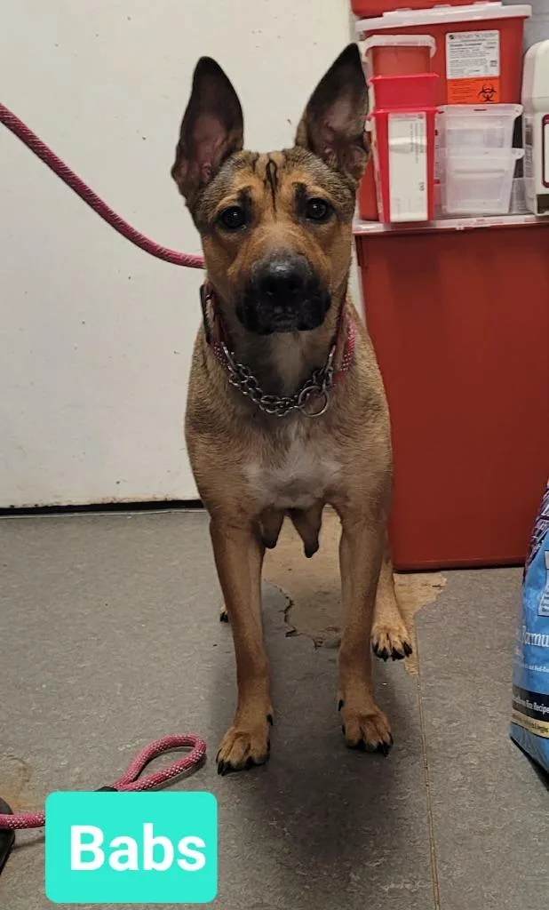 A young medium-sized female Shepherd dog named Babs for adoption in Richmond, IN