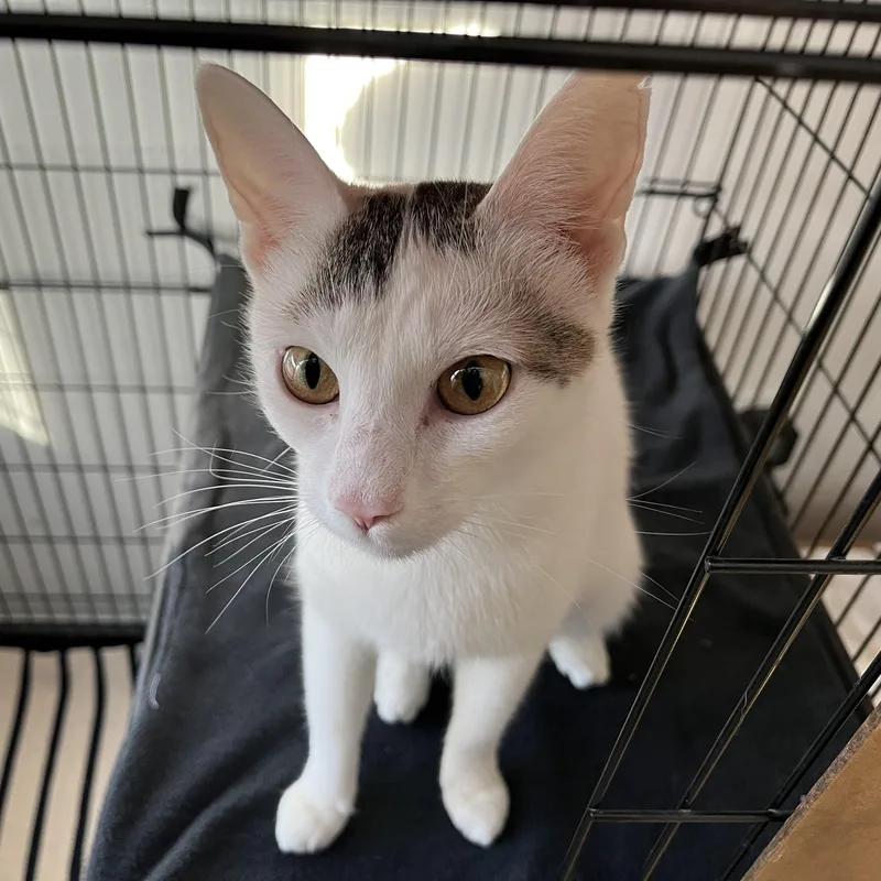 A young medium-sized female Black & White / Tuxedo American Shorthair cat named Bardot for adoption in Hull, MA