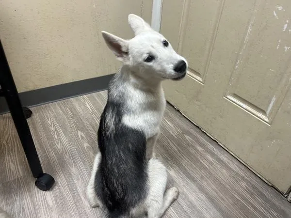 A young large-sized female Siberian Husky dog named Silvia for adoption in Oceanside, CA