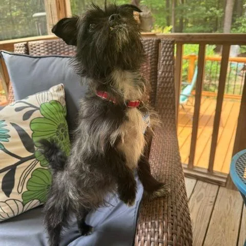 An adult small-sized male Black Shih Tzu dog named Cruiser for adoption in Wake Forest, NC