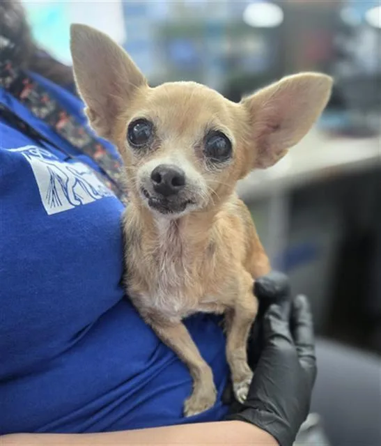 A senior small-sized female Mixed Breed dog named Wanda for adoption in Dallas, TX