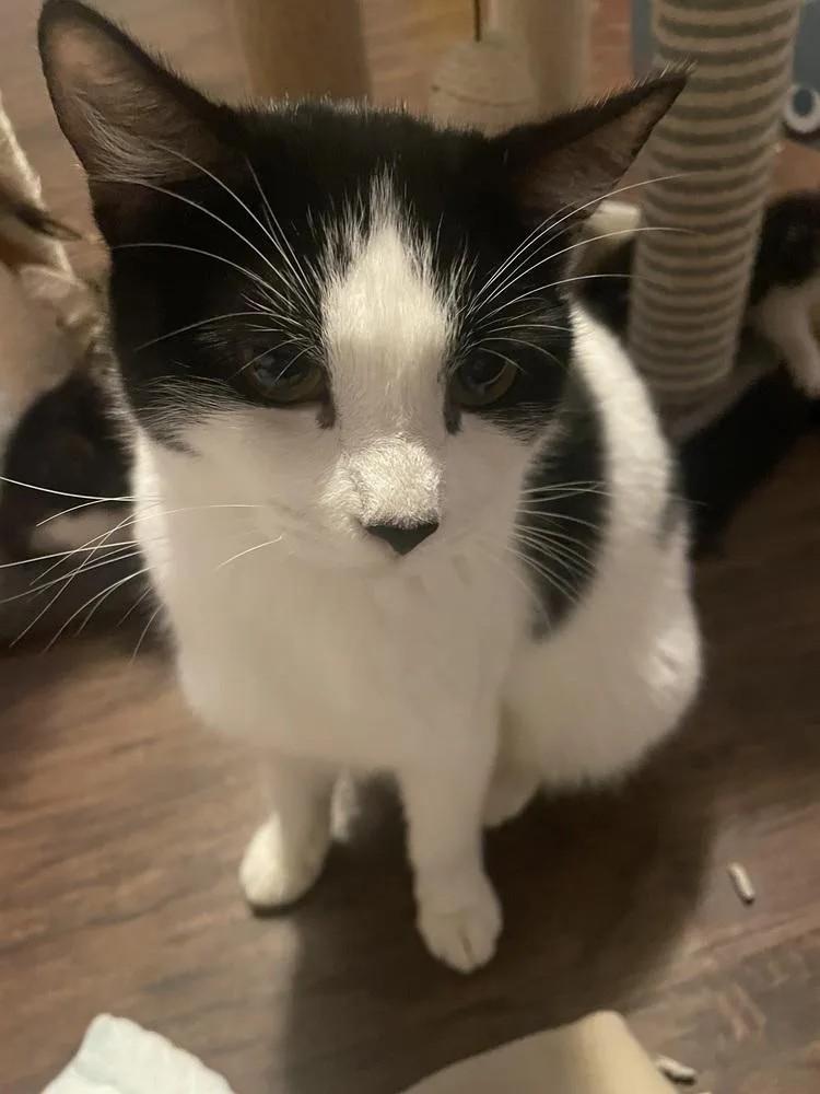An adult medium-sized female Black & White / Tuxedo Domestic Short Hair cat named Momma Stella for adoption in Metamora, IL