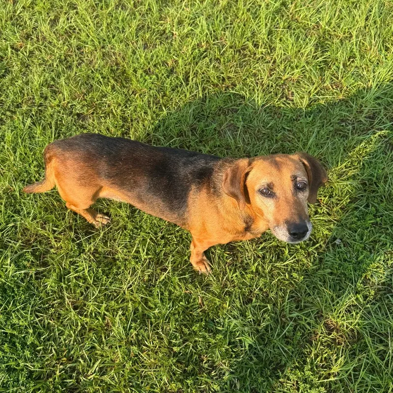 Daisy mae