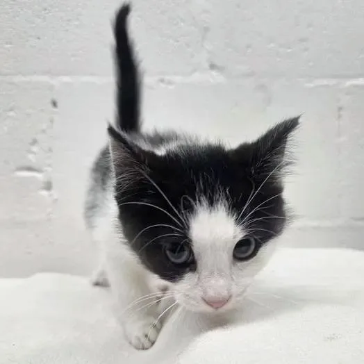 A baby small-sized male Black Domestic Short Hair cat named Prost for adoption in Saint Louis, MO