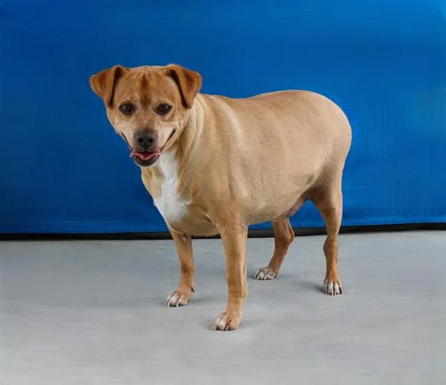 An adult medium-sized male Pit Bull Terrier dog named Archie for adoption in Agoura, CA