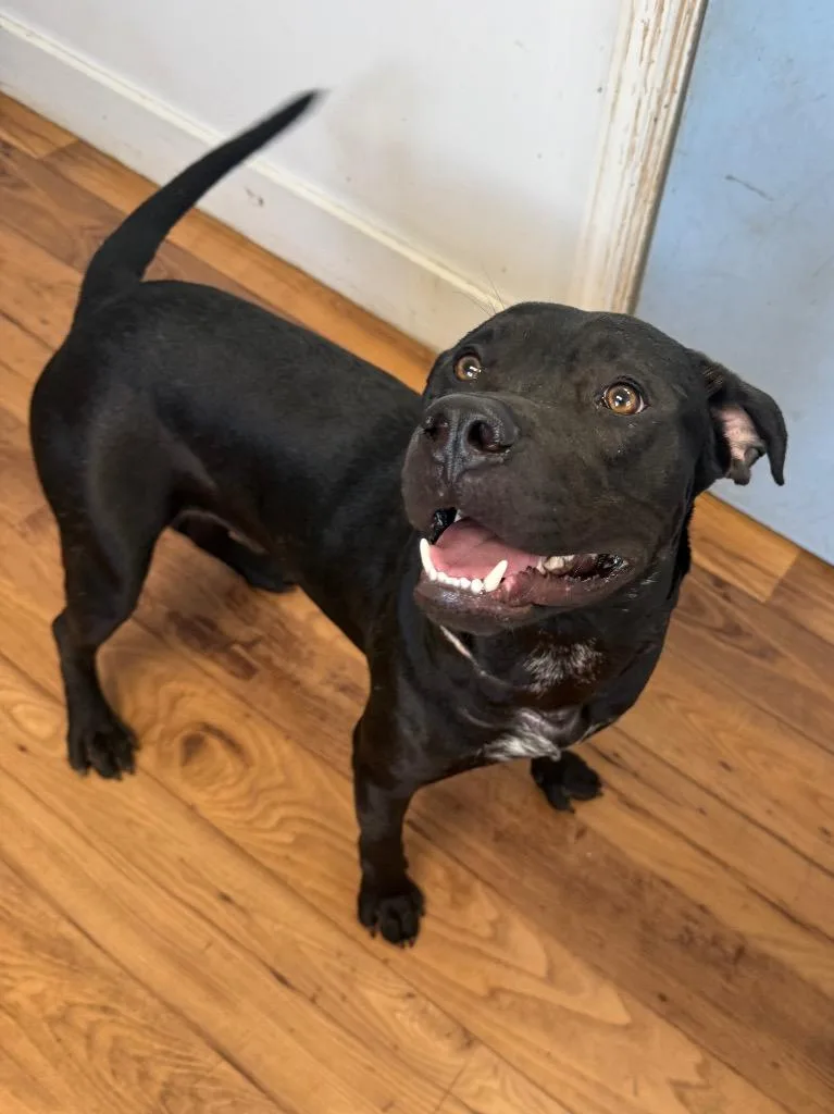 A young large-sized male Staffordshire Bull Terrier dog named Mojo for adoption in Fayetteville, TN
