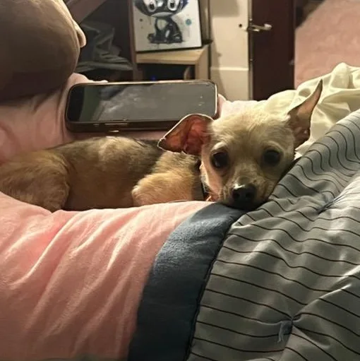 An adult small-sized male White / Cream Chihuahua dog named Macchiato for adoption in Richmond, IN