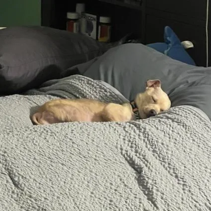 Macchiato thumbnail 3