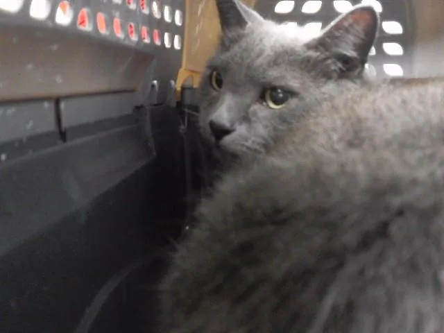 An adult medium-sized male Domestic Short Hair cat named Reeses for adoption in Omaha, NE