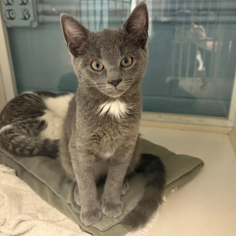 A baby small-sized female Gray / Blue / Silver Domestic Short Hair cat named Lily for adoption in East Hanover, NJ