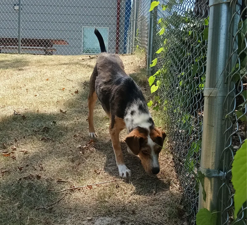 An adult medium-sized male Beagle dog named King for adoption in North Little Rock, AR