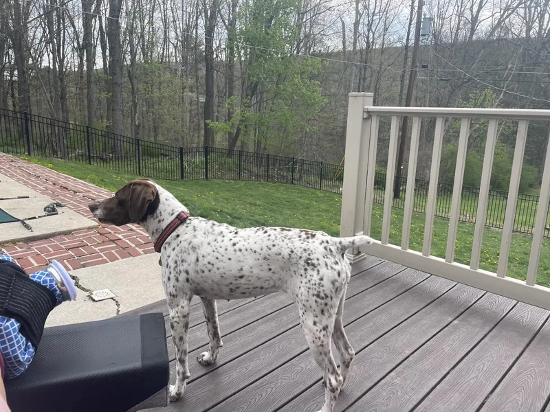 An adult medium-sized female German Shorthaired Pointer dog named Rose for adoption in Alexandria, VA