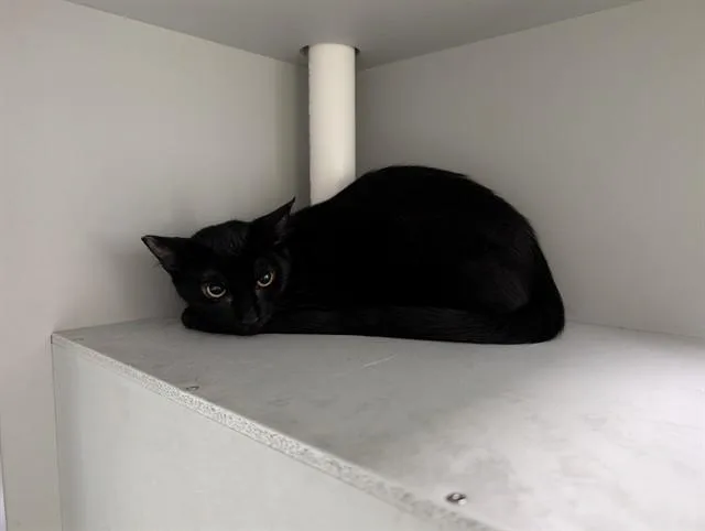 A baby small-sized female Domestic Short Hair cat named Cerses for adoption in Garland, TX