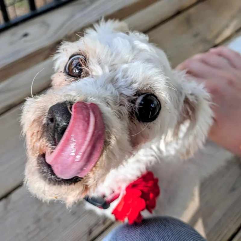A senior small-sized female White / Cream Poodle dog named Gigi B for adoption in Houston, TX