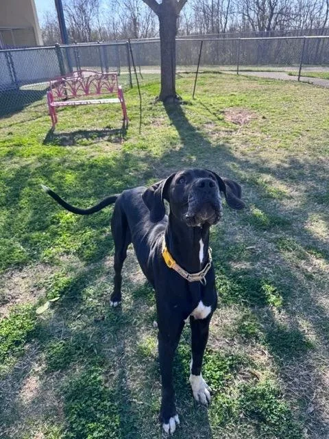 An adult extra large-sized female Black Great Dane dog named Denali for adoption in Bullard, TX