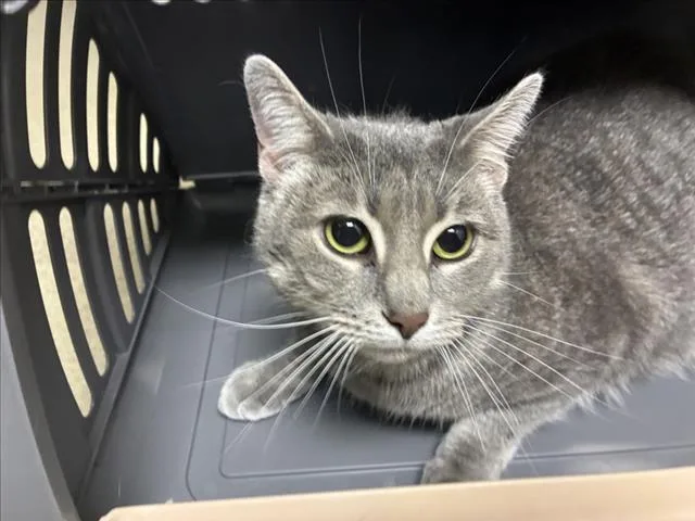 An adult medium-sized female Domestic Short Hair cat named Goose for adoption in Chapel Hill, NC