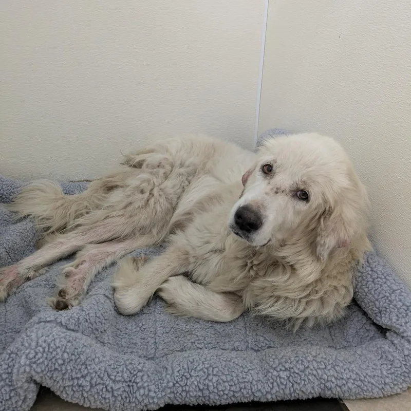 Bubba