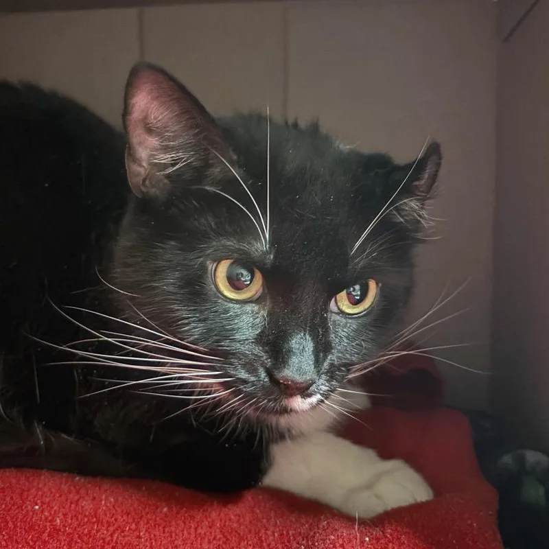 An adult large-sized female Black Domestic Short Hair cat named Kidden for adoption in Providence, RI