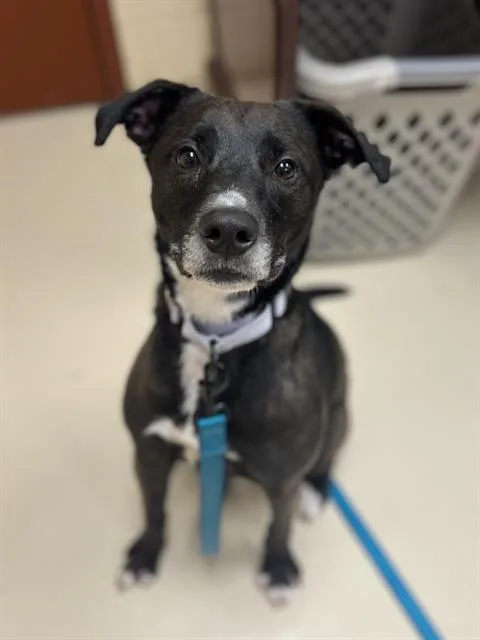 An adult small-sized female Labrador Retriever dog named Nola for adoption in Aliquippa, PA