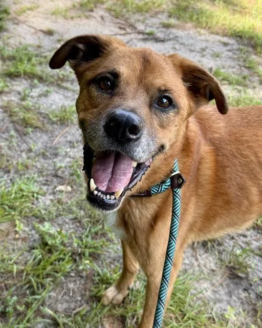 An adult medium-sized male Mixed Breed dog named Bongo for adoption in Fort Walton Beach, FL