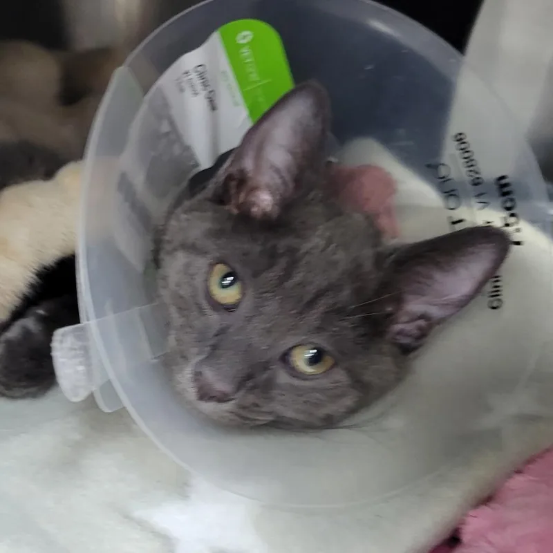 A baby small-sized male Gray / Blue / Silver Domestic Short Hair cat named Chicken for adoption in Albuquerque, NM