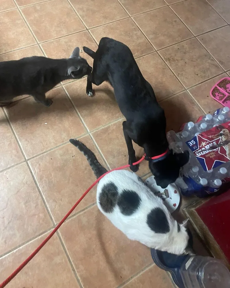 A young medium-sized male Shepherd dog named Roscoe Louisiana for adoption in Rockaway, NJ